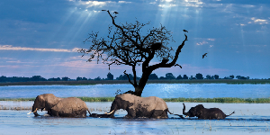 Chobe River