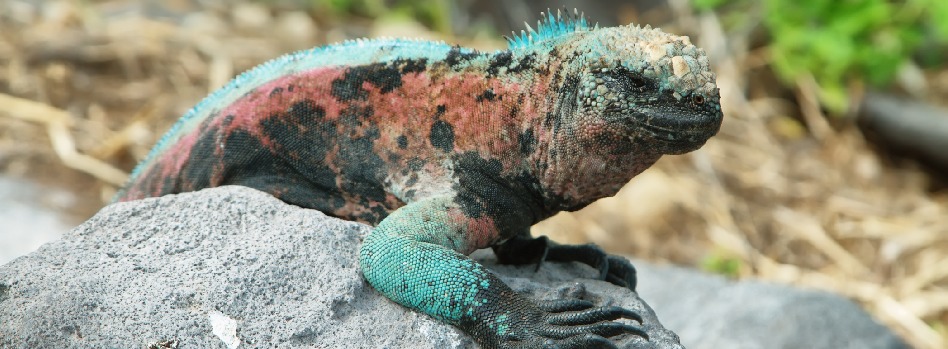 Galapagos Marine Iguana