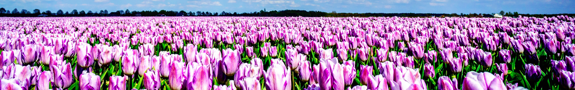 Tulips in the field, Netherlands