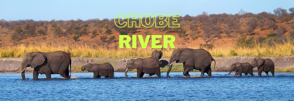 chobe river blog
