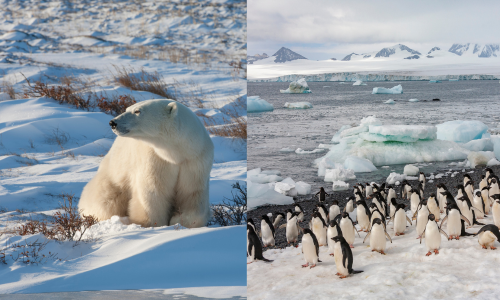 Navigating the Poles - polar_penguins